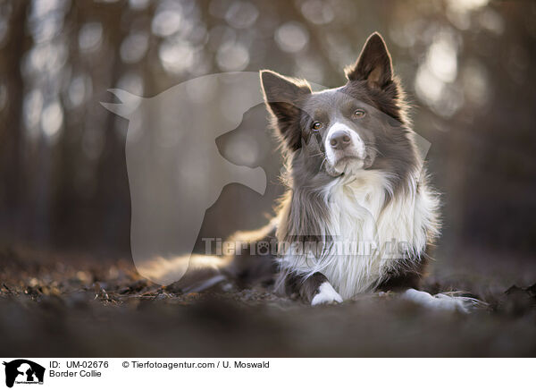 Border Collie / Border Collie / UM-02676
