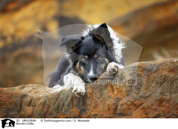 Border Collie / Border Collie / UM-02686