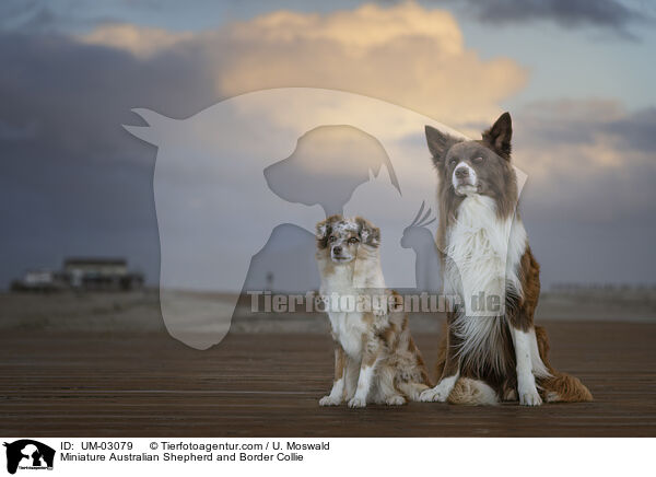 Miniature Australian Shepherd und Border Collie / Miniature Australian Shepherd and Border Collie / UM-03079