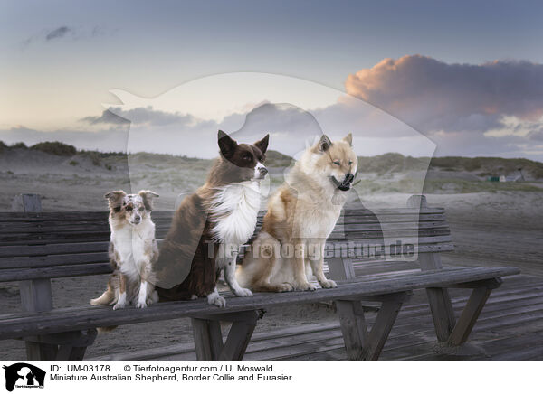 Miniature Australian Shepherd, Border Collie und Eurasier / Miniature Australian Shepherd, Border Collie and Eurasier / UM-03178