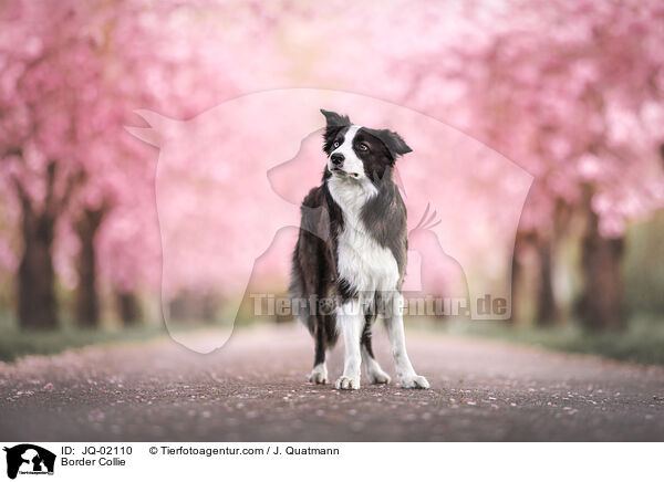 Border Collie / Border Collie / JQ-02110