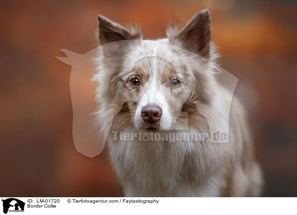 Border Collie / Border Collie / LM-01720