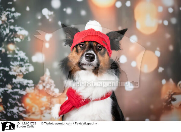 Border Collie / Border Collie / LM-01723