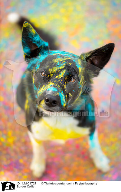 Border Collie / Border Collie / LM-01727