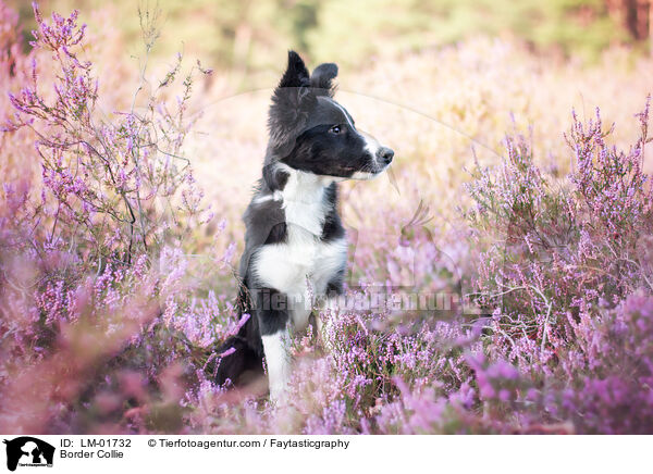 Border Collie / Border Collie / LM-01732