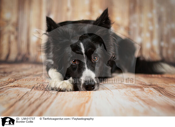 Border Collie / Border Collie / LM-01737