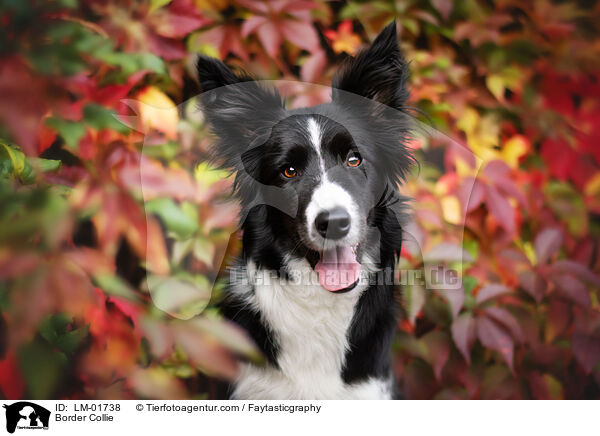 Border Collie / Border Collie / LM-01738