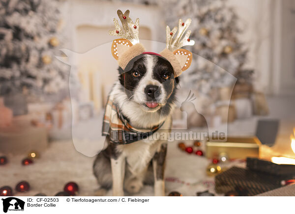 Border Collie / Border Collie / CF-02503