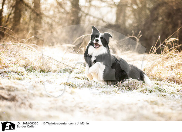 Border Collie / Border Collie / JAM-06330