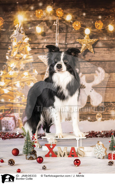 Border Collie / Border Collie / JAM-06333