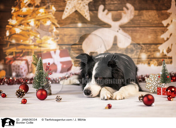 Border Collie / Border Collie / JAM-06334