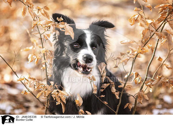 Border Collie / Border Collie / JAM-06336