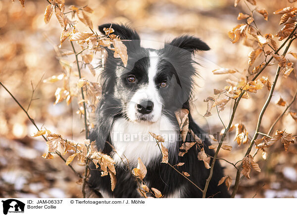 Border Collie / Border Collie / JAM-06337