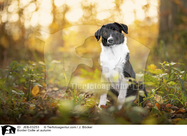 Border Collie im Herbst / Border Collie at autumn / JEB-03253