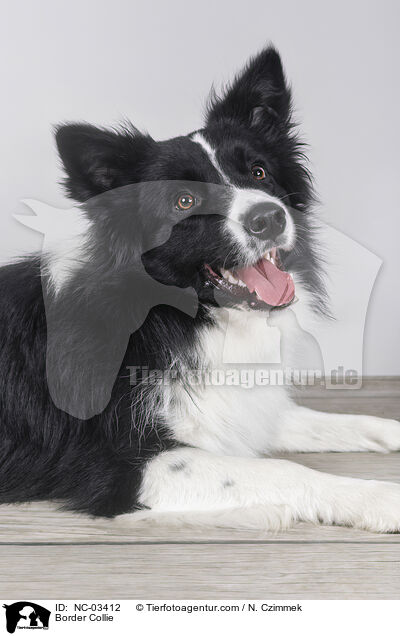 Border Collie / Border Collie / NC-03412