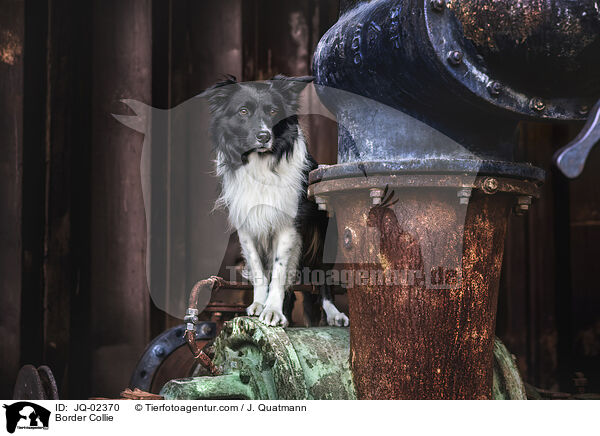 Border Collie / Border Collie / JQ-02370