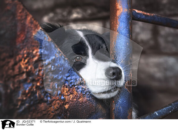 Border Collie / Border Collie / JQ-02371