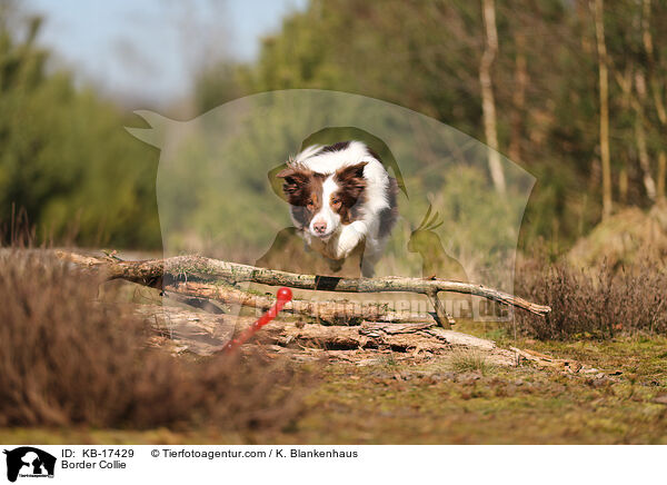 Border Collie / Border Collie / KB-17429