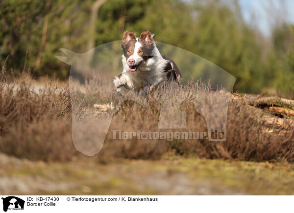 Border Collie / Border Collie / KB-17430