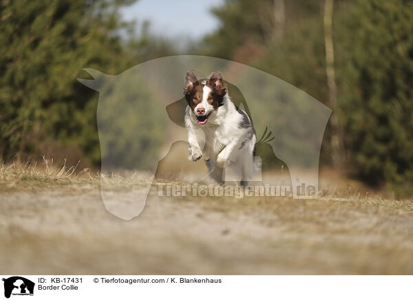 Border Collie / Border Collie / KB-17431