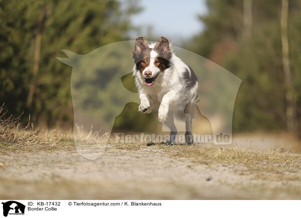 Border Collie / Border Collie / KB-17432