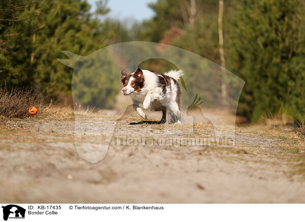 Border Collie / Border Collie / KB-17435