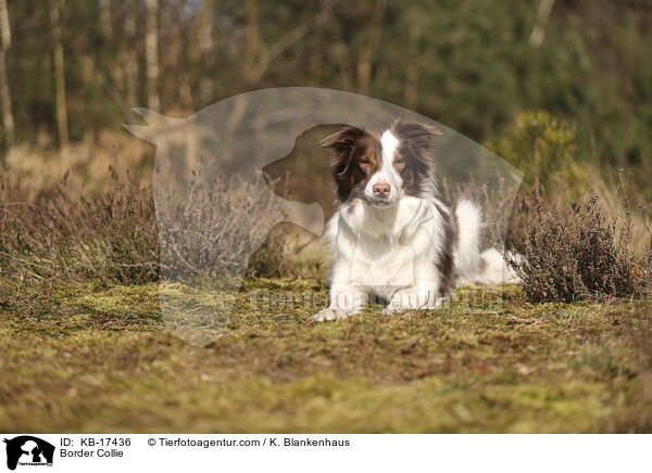 Border Collie / Border Collie / KB-17436