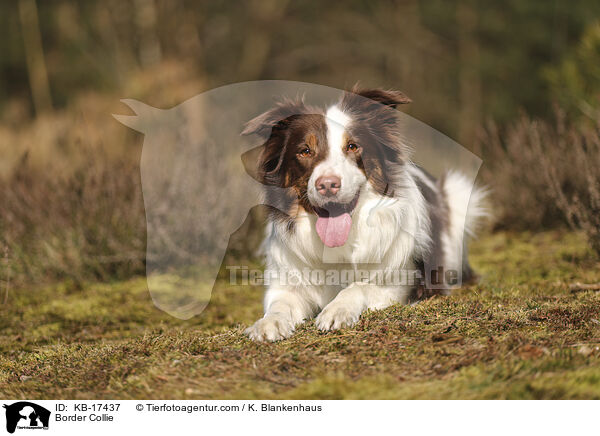 Border Collie / Border Collie / KB-17437