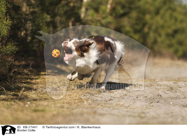 Border Collie / Border Collie / KB-17441