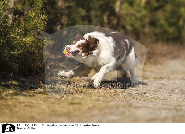 Border Collie / Border Collie / KB-17442