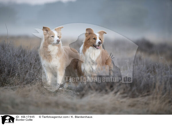 Border Collie / Border Collie / KB-17445