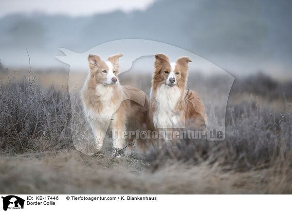 Border Collie / Border Collie / KB-17446
