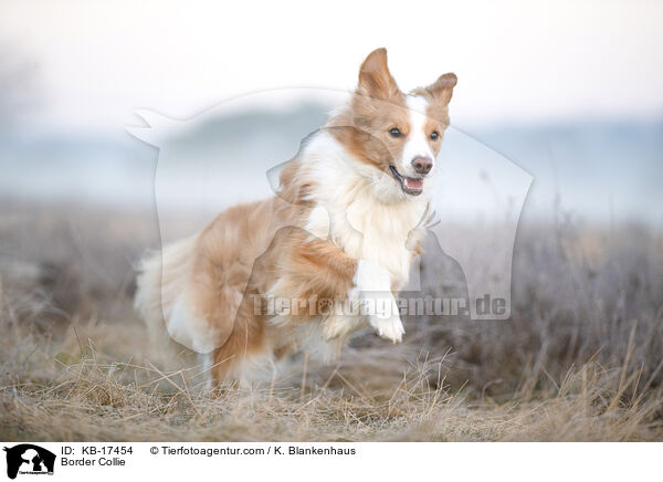 Border Collie / Border Collie / KB-17454