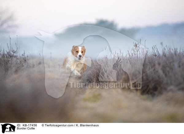 Border Collie / Border Collie / KB-17456