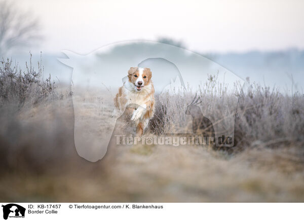 Border Collie / Border Collie / KB-17457