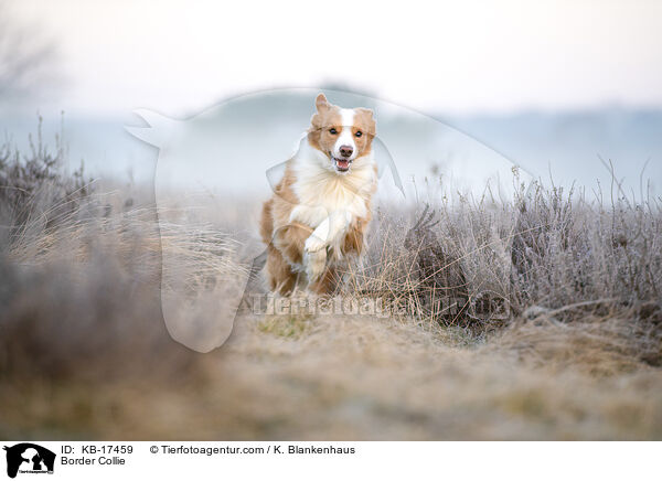 Border Collie / Border Collie / KB-17459