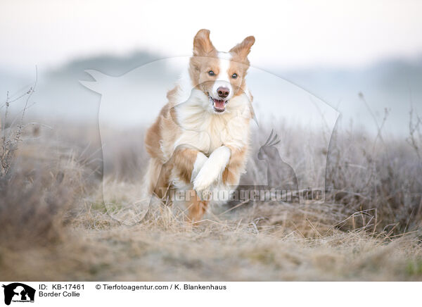 Border Collie / Border Collie / KB-17461