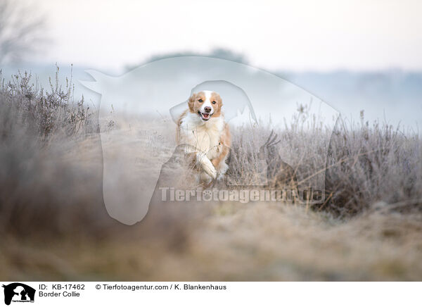 Border Collie / Border Collie / KB-17462