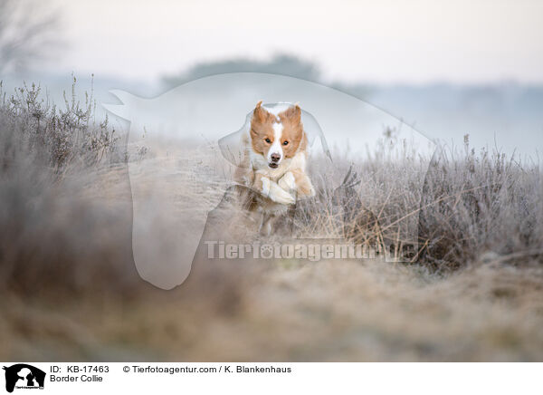 Border Collie / Border Collie / KB-17463