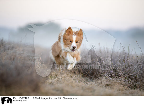 Border Collie / Border Collie / KB-17465