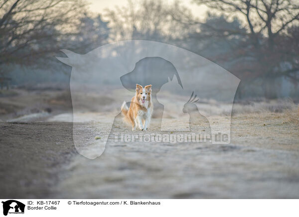 Border Collie / Border Collie / KB-17467