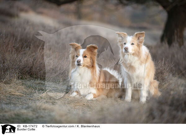 Border Collie / Border Collie / KB-17472