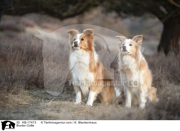 Border Collie / Border Collie / KB-17473