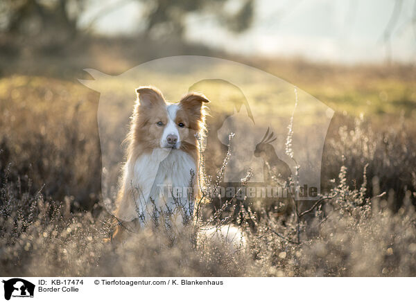 Border Collie / Border Collie / KB-17474