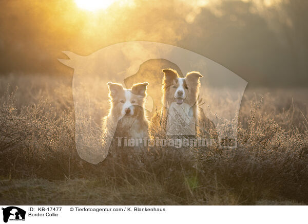Border Collie / Border Collie / KB-17477