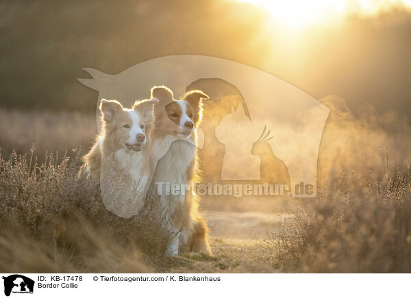 Border Collie / Border Collie / KB-17478