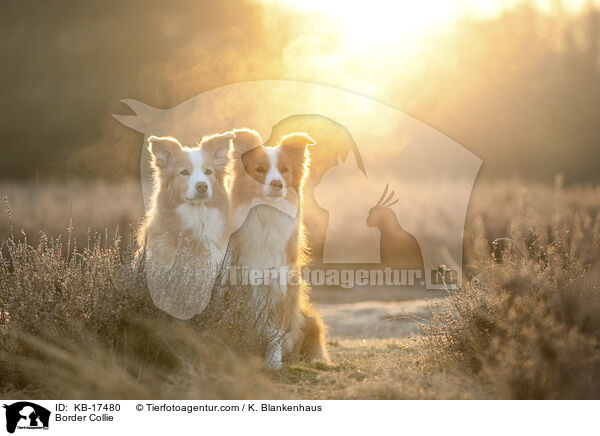 Border Collie / Border Collie / KB-17480
