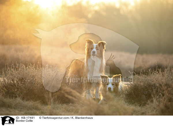 Border Collie / Border Collie / KB-17481