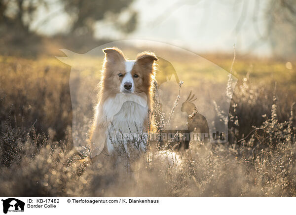 Border Collie / Border Collie / KB-17482