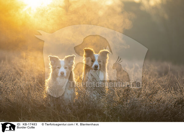 Border Collie / Border Collie / KB-17483